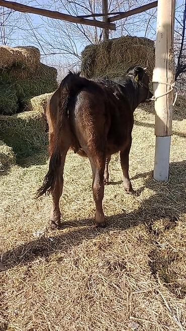 Ветеринар кызматы: Сатам | Кунаажын | Алатоолук | Көбөйтүү үчүн, Сүт алуу үчүн | Кысыр — 8