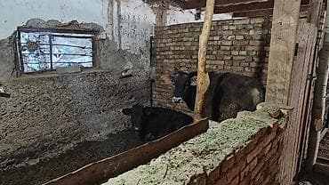 кардиганы мужские: Требуется Скотник, Оплата: Ежемесячно — 6