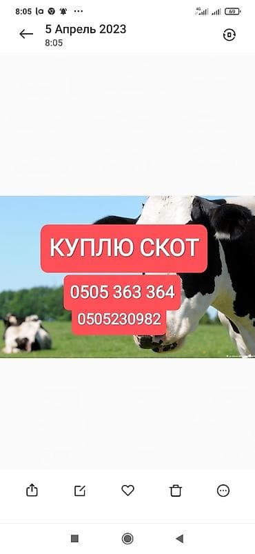 Частное лицо, Колбасный цех : Коровы, быки, Лошади, кони, | Круглосуточно, Любое состояние, Забитый — 1