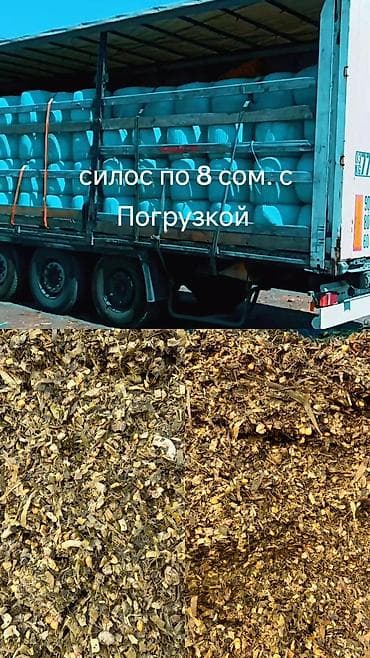 Силос . очень хорошем качестве с кукурузой. с погрузкой в любом at lalafo.kg Силос . очень хорошем качестве с кукурузой. с погрузкой в любом