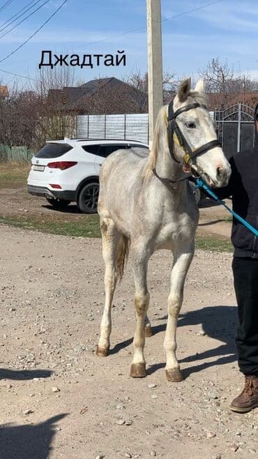 продажа пчёл: Сатам | Байтал | Ат спорту — 18