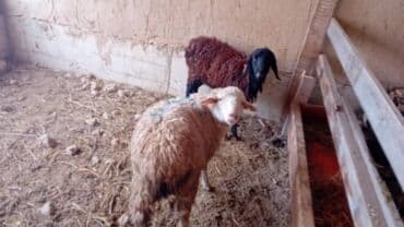 продам бу оборудование для птицефабрики: Продаю | Ягненок, Баран (самец) | Полукровка | На забой, Для разведения, Для шерсти | Кастрированные — 5