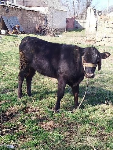 Продаю | Тёлка | Полукровка | На откорм | Привязанные