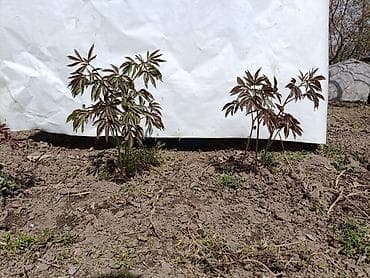 фиалки цена: Кусты пионов рижских сортов: белые, розовые. Цена от 300 до 700сом — 6