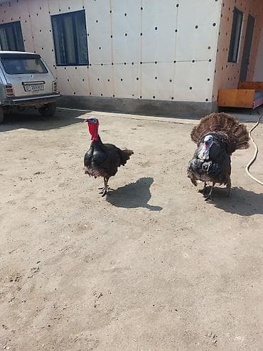 комнатные собаки: Продаю | Индюк (самец) | Для разведения | Племенные — 3