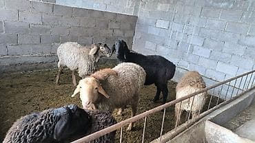 серый баран: Продаю | Овца (самка) | Для разведения — 1