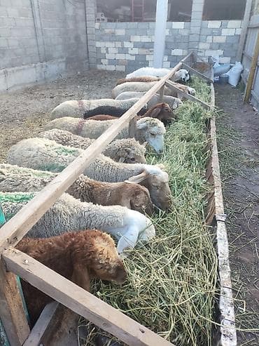 кой сойу: Продаю | Овца (самка) | На забой — 5