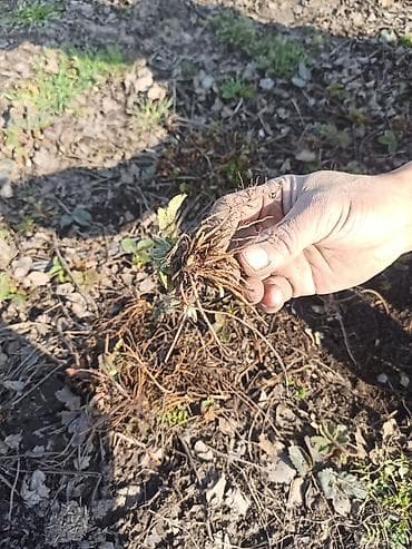 продам клубнику: Рассада садовой земляники (клубники) - Сильные многорожковые кустики — 2