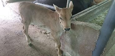 торпой: Продаю | Музоо, торпок | На откорм | Искусственник — 1