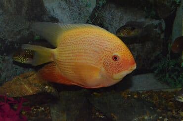 корм форели: Северум Голд (размер 6-8 см). Рыбки спокойные, плавают медленно — 2