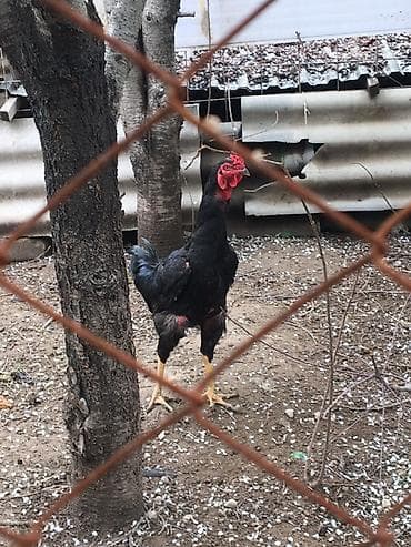 япон петух: Продаю | Петух | Для разведения — 2