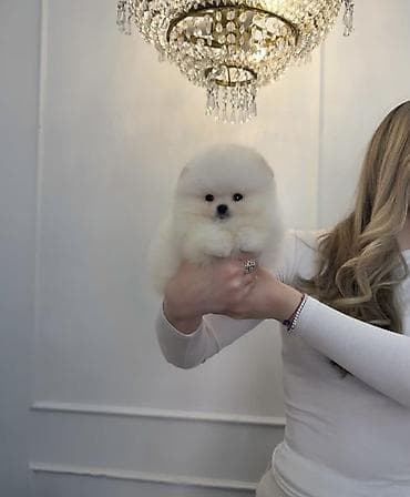 Продажа собак: Шпиц, 1 месяц, Самец, С прививкой, С родословной — 7