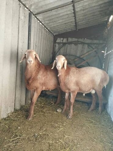 продам бу оборудование для птицефабрики: Продаю | Овца (самка) | Арашан | Для разведения | Осеменитель, Ярка — 4
