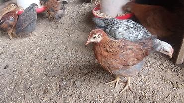 ак кой: Продаю | Куры | Бройлерная | На забой — 9