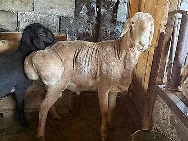 бычок бычки: Продаю | Овца (самка) | Арашан | Для разведения | Матка — 1