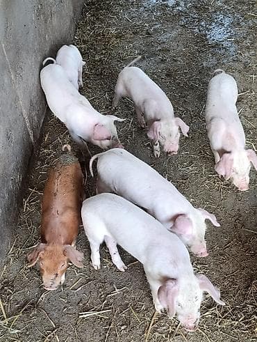 серые кошки фото: Продаю | Поросенок | Для разведения — 3