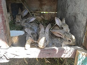 Животные: Продаю | Крольчата | Для разведения — 2
