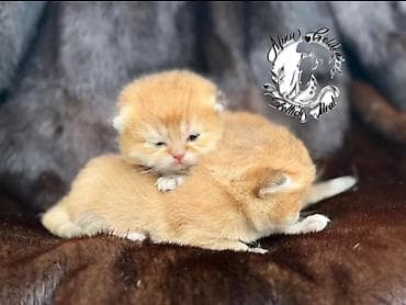 каракол кошка: Скотиш Фолд (Шотландиялык шалпаң кулак), 1 айлык, Эркек, Алтын шиншилла, Лотокко барууга үйрөтүлгөн — 3