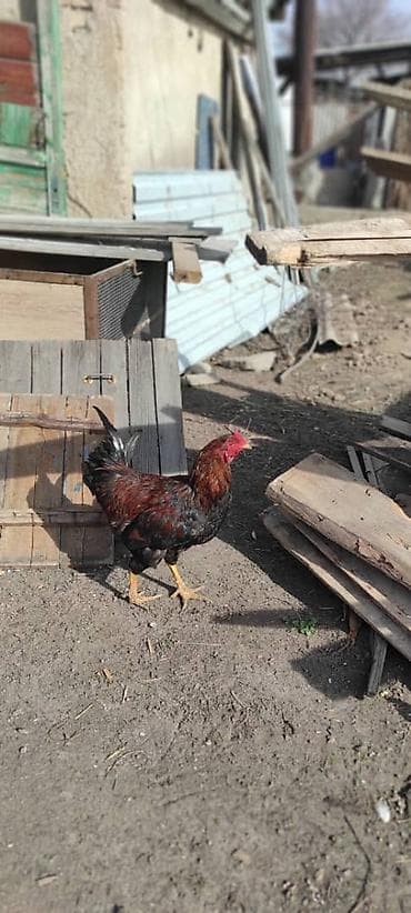 рысь кошка: Продаю | Петух | Для разведения — 1