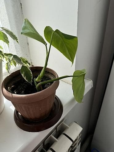 эпифиллум: Комнатные растения в горшках. - Бегония декоративно-лиственная — 7