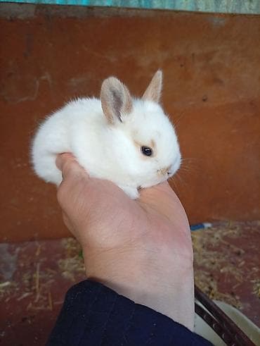 Башка жаныбарлар: Декоративные карликовые крольчата - Порода: карликовые (мини) — 1