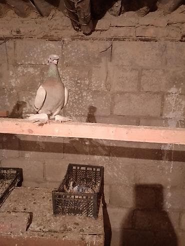 сколько стоят улитки: Голуби декоративной породы (махноногие) - Описание: крупные — 2