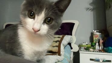 купить кошку мейн кун: Кошка даром: Беспородная, 4 месяца, Девочка, Метис — 1