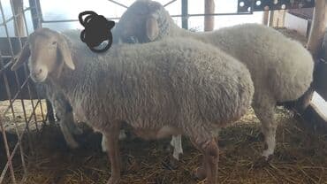 Продаю | Овца (самка), Баран (самец) — 4