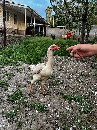 селекци: Продаю | Петух | Бойцовая | Для разведения — 5