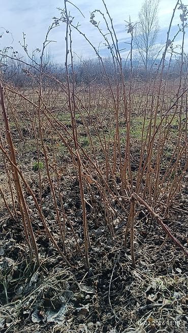детская кроватка с люлькой и балдахинами: Саженцы малины (побеги с корнем) - Многоствольные кусты с мощными — 3