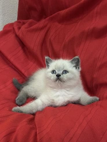 временные приюты для кошек: Продаются шотландские котята, (Scottish Fold, Scottish Straight). С — 9
