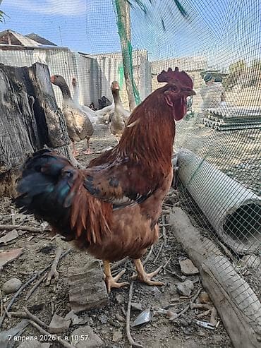 тоджон корейский бройлер: Продаю | Петух | Домашняя | Для разведения — 3