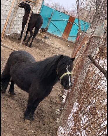 корм для домашних животных: Продаю | Кобыла (самка) | Для разведения — 2