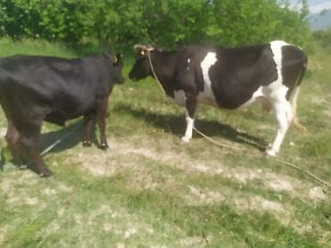 Продам с/х животных: Продаю | Корова (самка) | Ангус, Голштин | Для молока | Нетель — 5
