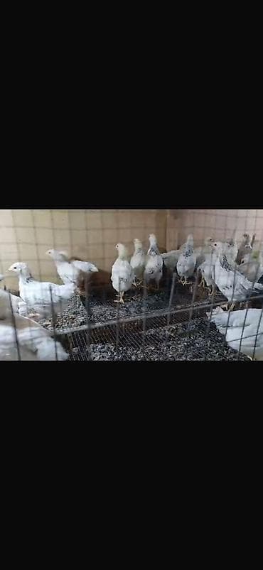 Услуги ветеринара: Продаю цеплят породы адлер. Возразт 1.5 месяца. Цена 350 сомов. Росли — 2