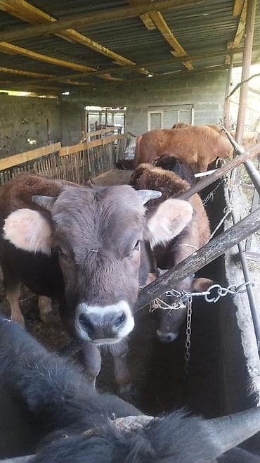 мальки рыб: Продаю | Бык (самец) | Швицкая | На откорм, На забой, Для разведения — 2