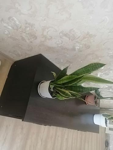 Телевизорга тумба жана таянычтар: Кийимдер үчүн тумба, Күзгүсүз, ЛДСП, түсү - Күрөң — 2