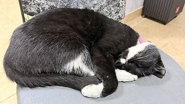 купить котёнка мейн кун: Отдаю в добрые руки моих котов, из за аллергии, белая девочка, черный — 4