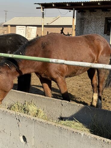 сколько стоит собака породы доберман: Продаю | Кобыла (самка) | На забой, Для разведения, Рабочий — 3