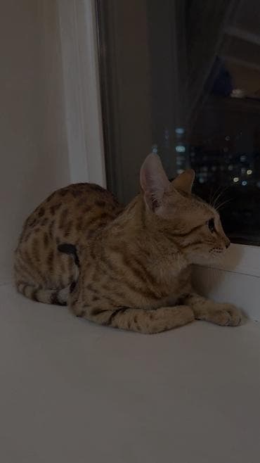Кошки: Бенгальская кошка. 9 месяцев, девочка. Приучена к латку. Причина — 4