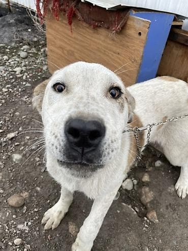 купить колли собаку: Собака средних размеров 3 месяца короткошёрстная, белая с рыжими — 3