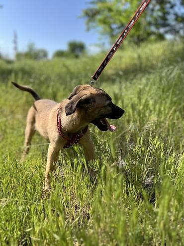 отдам даром шпица в хорошую семью: Ищем дом для маленькой Бусинки 🐾🏡 Группа «Зоозащита Бишкек» ищет — 3