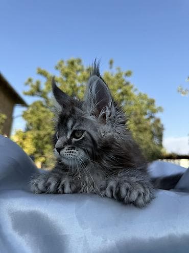 шпиц: фото цена: Мейн-кун, 2 месяца, Мальчик, Приучена к лотку, Проглистована, С документами — 4