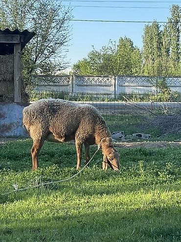 стелная карова: Продаю | Овца (самка) | Для разведения — 2