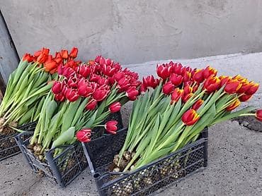 новогодние свитера: Тюльпаны срезка и луковицы - Разнообразие сортов и окрасок — 1
