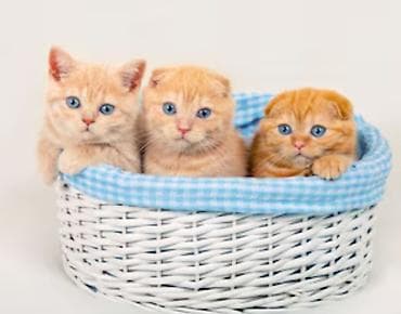 рыжий вислоухий котенок купить: 1 месяц, Мальчик, Рыжий, Приучена к лотку — 2