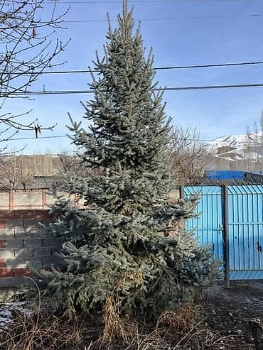 Саженцы деревьев: Ели