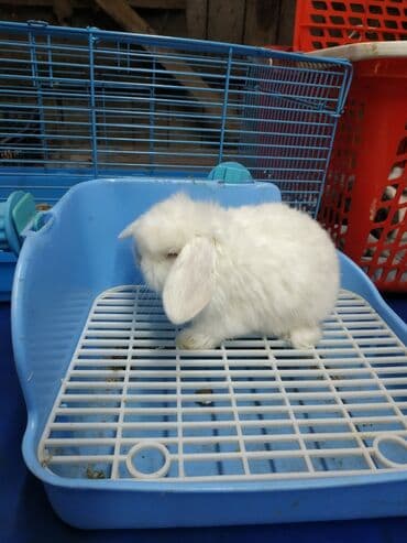 декоративные корсеты бишкек: Карликовые барашки разных расцветов. очень дружелюбные быстро — 4