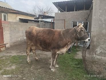 куплю корову на мясо: Продаю | Корова (самка) | На забой | Не стельные — 2