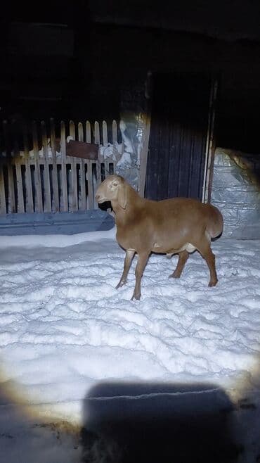 объявления о найденных животных: Продаю | Ягненок, Баран (самец) | Арашан | Для разведения | Племенные, Осеменитель — 1